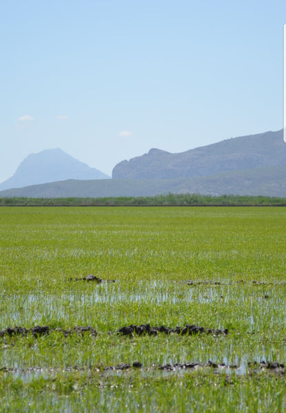 Bomba rijst 1kg